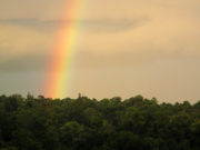 Regenbogen über dem Urwald