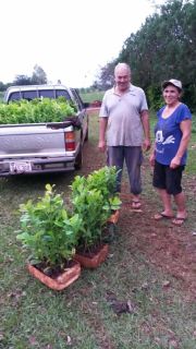 Delivery of Yerba mate Plants