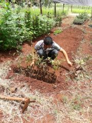 90 chickens and 900 saplings of native flora