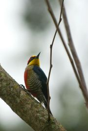 Yellow-Fronted Woodpecker, Carpintero arco iris, Kurutu'i