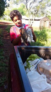 Delivery of Rabbits