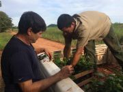Delivery of Yerba mate Plants