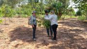 Monitoring of Eucalyptus with INFONA