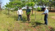 Monitoring of Eucalyptus with INFONA