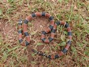Painted Coral Snake