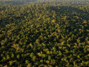 Aerial view over the forest