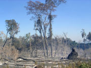 Burnt Virgin Forest