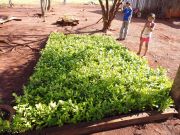 Yerba Sustentable en Zona de Influencia San Rafael