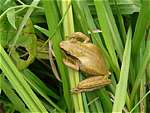 Spotted tree frog