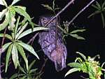 Alilicucu común (Tropical Screech-Owl)