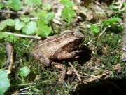 Ornate Forest Toad